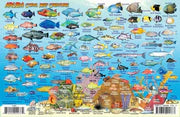 Aruba Fish Card