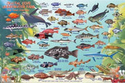 CRYSTAL COVE UNDERWATER PARK FISH CARD