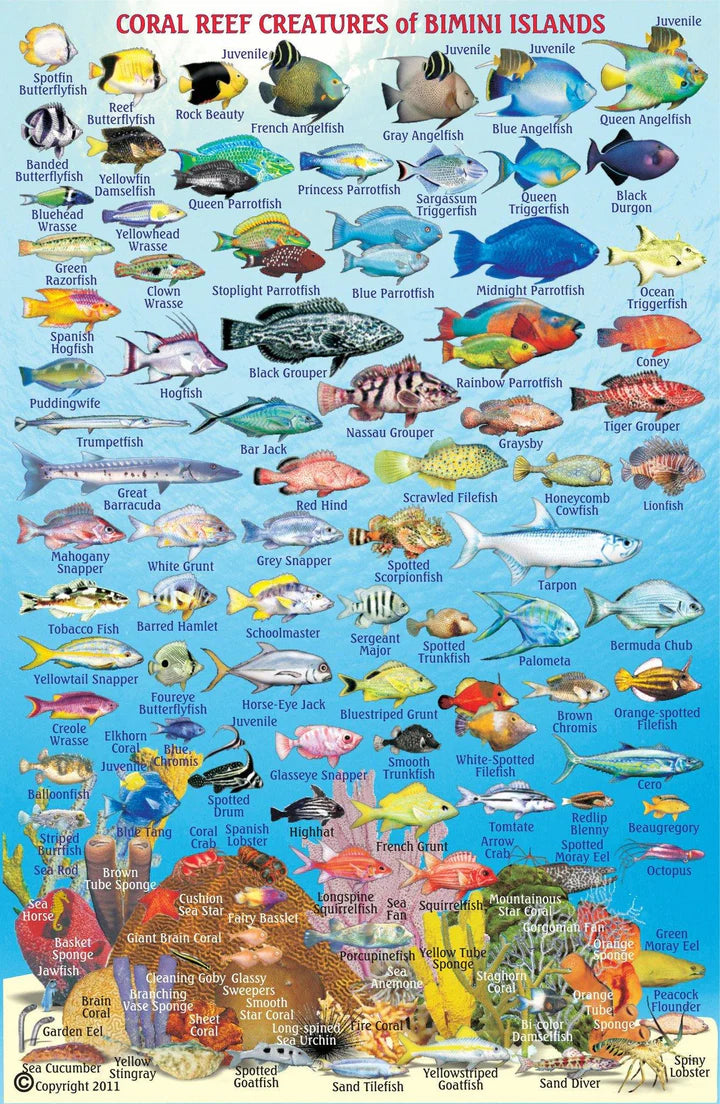 Bimini Island, The Bahamas, Fish Card