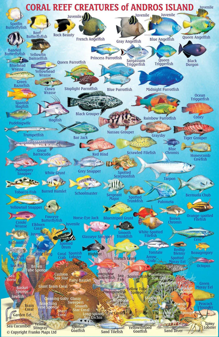 Andros Island, The Bahamas Fish Card