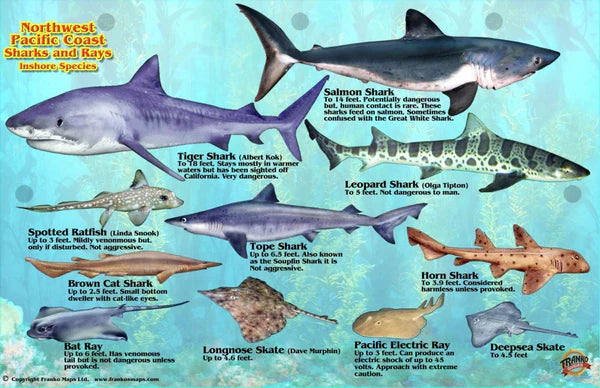 Northwest Pacific Coast Sharks and Rays Offshore Species
