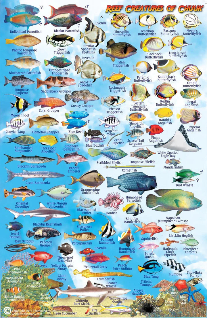 CHUUK (TRUK) LAGOON FISH CARD