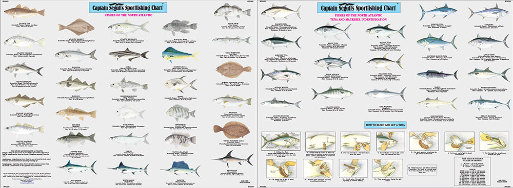 Fishes of the North Atlantic Identification Chart-FNA503-Large