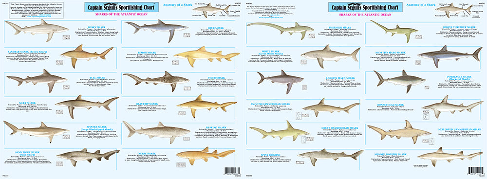 Shark Identification Chart SK502 Large