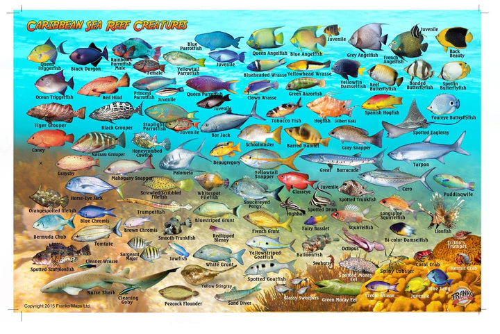 Caribbean Sea Fish Card