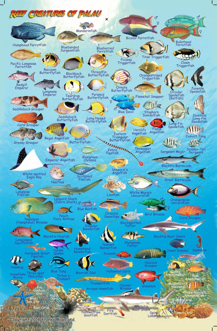 PALAU FISH CARD