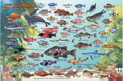 SANTA CATALINA ISLAND FISH CARD