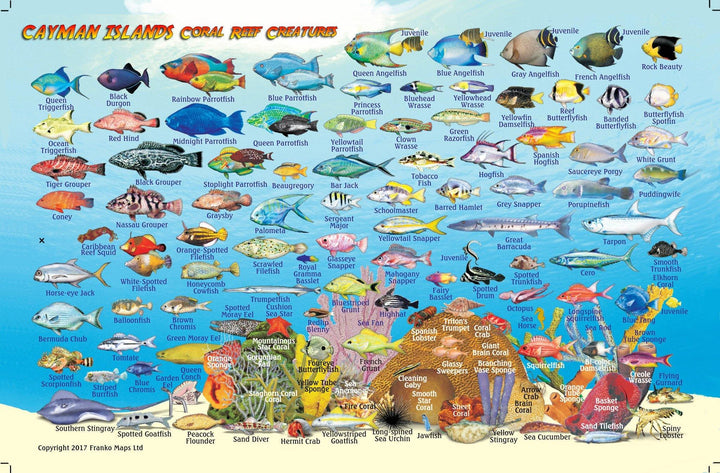 Cayman Islands Fish Card