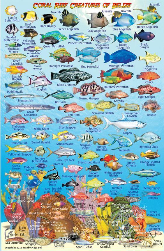 Franko's Belize : reef creatures identification guide
