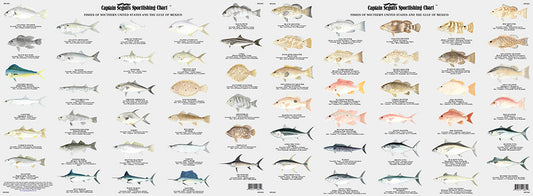 Fishes of the Gulf of Mexico and Florida Identification Chart-FG504 Large
