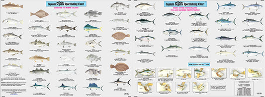 Fishes of the North Atlantic Identification Chart-FNA503-Large