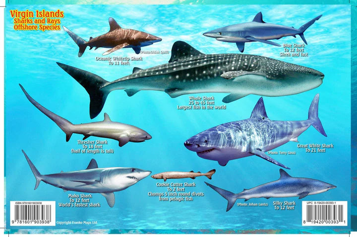 Virgin Islands Sharks & Rays