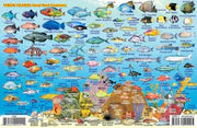 Virgin Island Fish Card