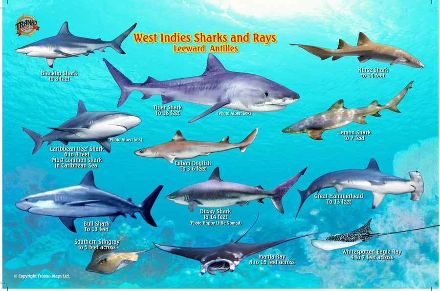 West Indies Sharks & Rays